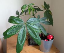 Moneytree