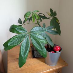 Moneytree