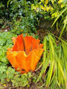 Quirky Garden Pots