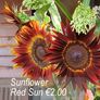Sunflower seeds from only 1.00 euro Image 2