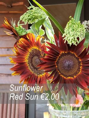 Sunflower seeds from only 1.00 euro