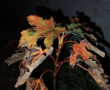 Maple tree