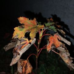 Maple tree