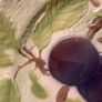 Print a la Main - St Clement France - 21 cm diameter colourful plate with Black Cherries and Green leaves Image 5