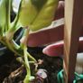 Philodendron Burle Marx Varigated Established Plant Rare Image 7