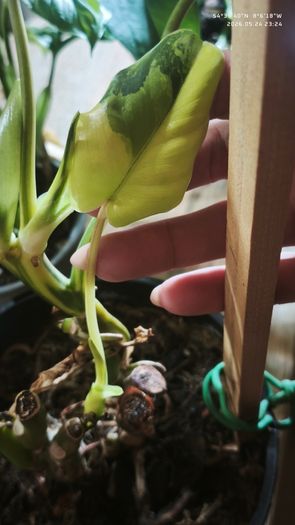 Philodendron Burle Marx Varigated Established Plant Rare