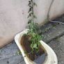 Solanum crispum  Chilean Potato Vine Image 2
