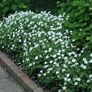 plants Image 2