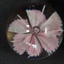 Glass paperweight with pink flower design Image 4
