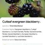 Cutleaf thornless blackberry plant Image 3