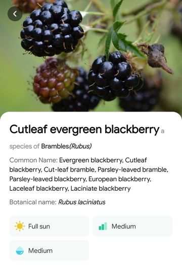 Cutleaf thornless blackberry plant