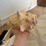 The magic conch Image 2