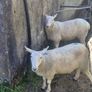 Hoggets Image 2