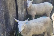 Cheviot Hoggets