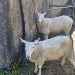 Cheviot Hoggets