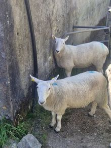 Cheviot Hoggets