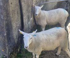 Cheviot Hoggets