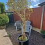 tree in a pot Image 3