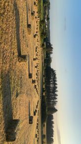 Hay for sale