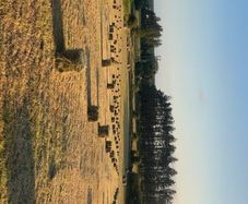 Hay for sale