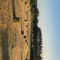 Hay for sale