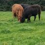 Top class heifers calving Jan Image 5