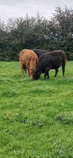 Top class heifers calving Jan