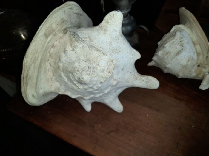 Pair Of Vintage Conch Shells