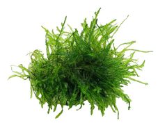 Java Moss