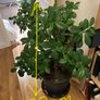 Mature ficus Image 2