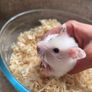 3 months old Syrian Hamster Image 5