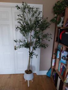 Indoor decorative Olive tree