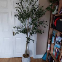 Indoor decorative Olive tree