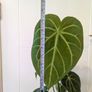 Anthurium Magnificum Plant Image 2