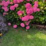 Hydrangea Image 2