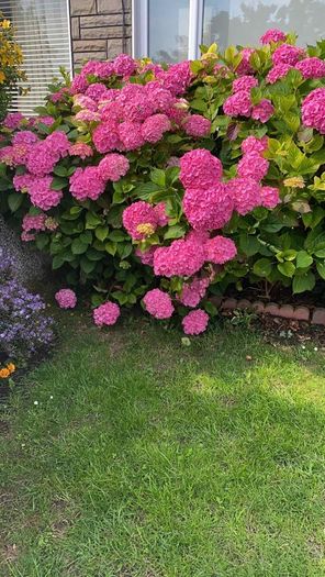 Hydrangea