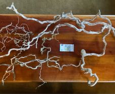 Corkscrew Hazel branches lot decor