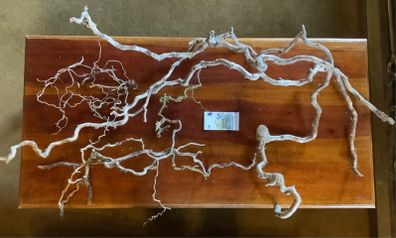 Corkscrew Hazel branches lot decor