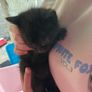 5 kittens Image 3