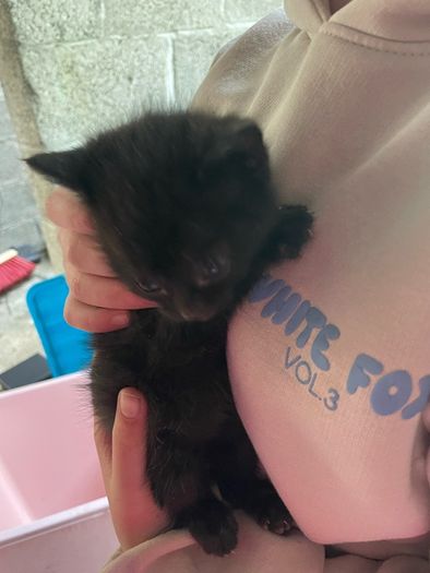 5 kittens