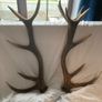 Antlers Image 2