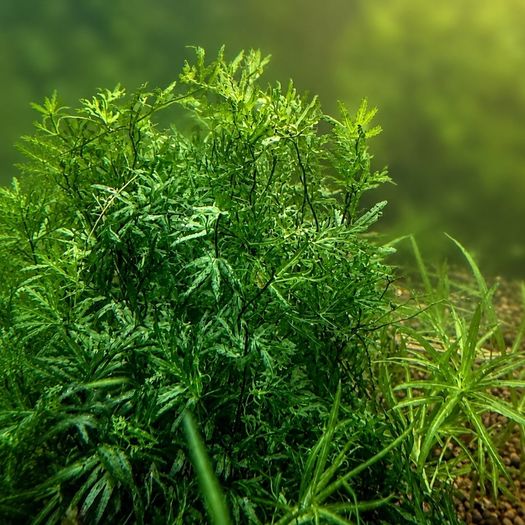 Crepidomanes sp. Malabaricum (mini fern) - 10cm