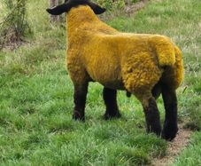 Sheep