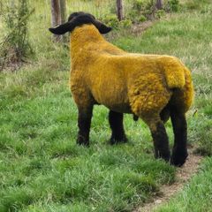 Sheep