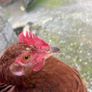 Young rooster Image 2