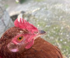 Young rooster