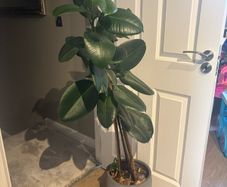 Large Indoor Plant