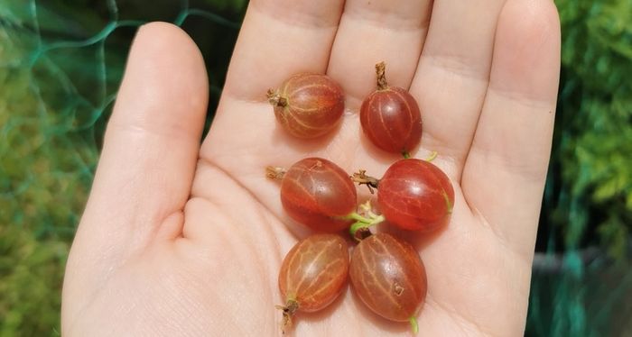 Established gooseberry plant pink fruit