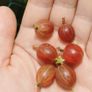 Established gooseberry plant pink fruit Image 3