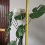monstera Image 5